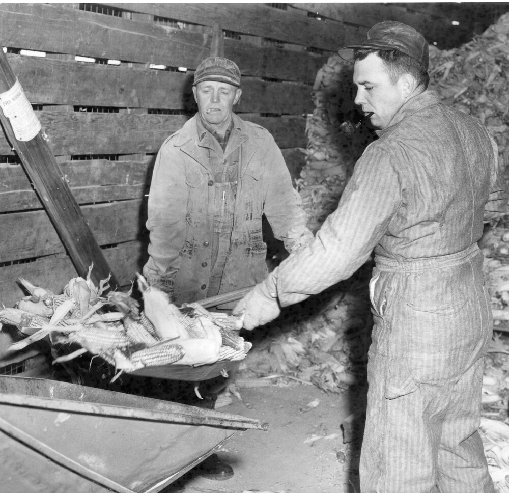 Two men in overalls shoveling  ears of corn into a grinder