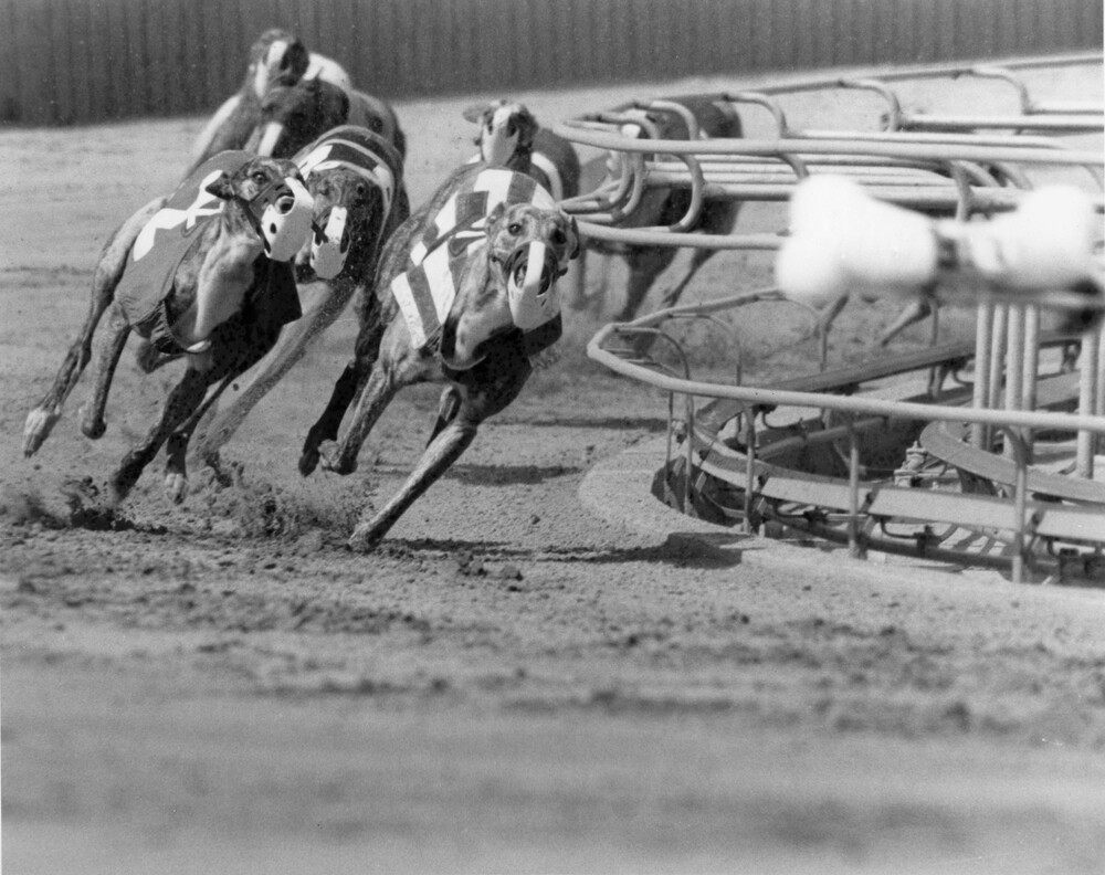 muzzled greyhound dogs racing around a bend at a racetrack