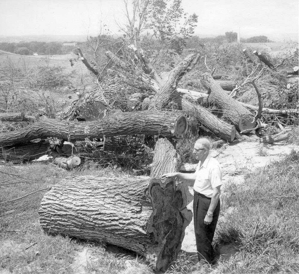 man in shirtsleeves standing with cut tree trunks and branches