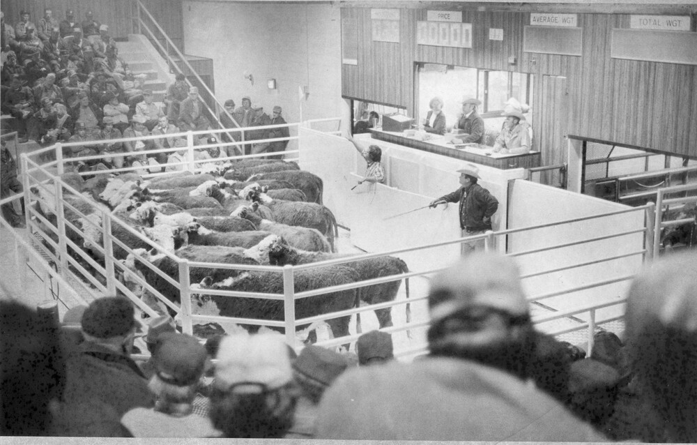 people surround a fenced area filled with cattle, with man pointing to cattle