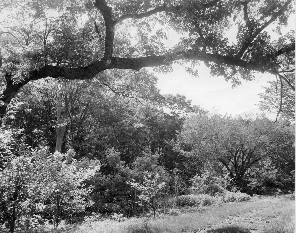 Photo of wooded area, with large tree branch arching overhead