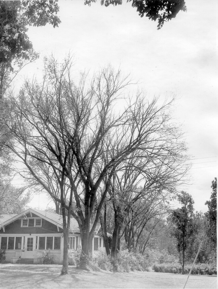 photo of multiple  bare trees next to house