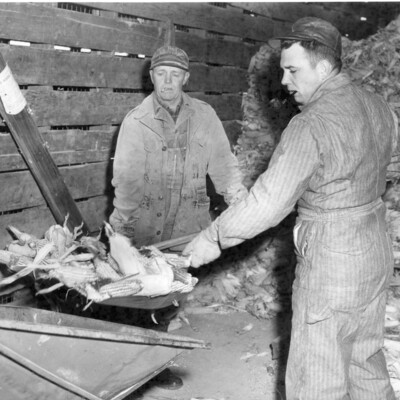 Two men in overalls shoveling  ears of corn into a grinder
