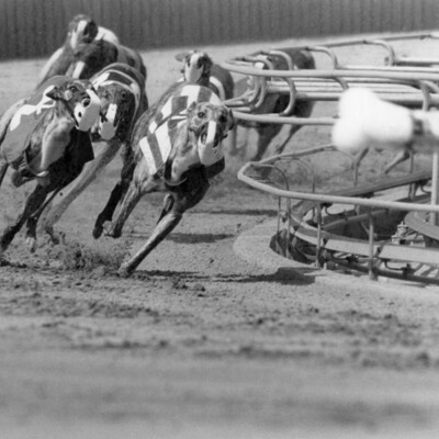 muzzled greyhound dogs racing around a bend at a racetrack