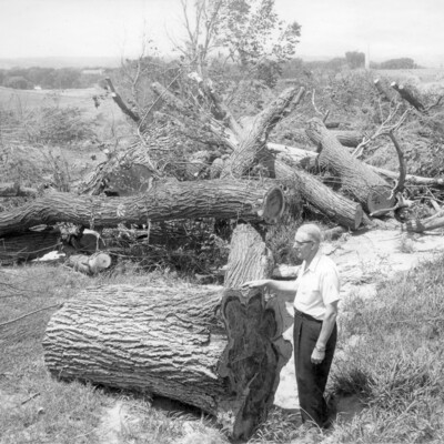 man in shirtsleeves standing with cut tree trunks and branches
