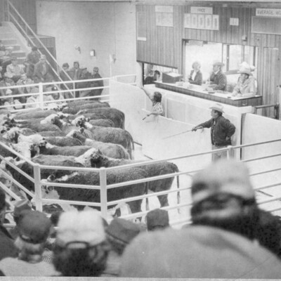 people surround a fenced area filled with cattle, with man pointing to cattle