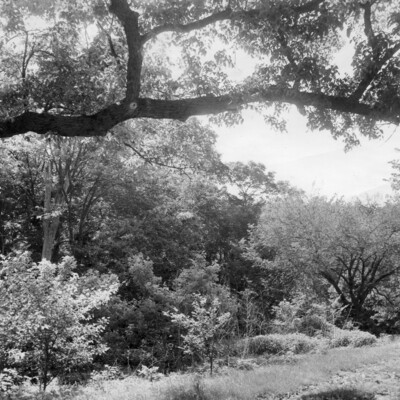 Photo of wooded area, with large tree branch arching overhead