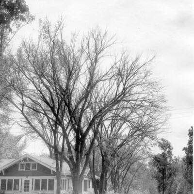 photo of multiple  bare trees next to house